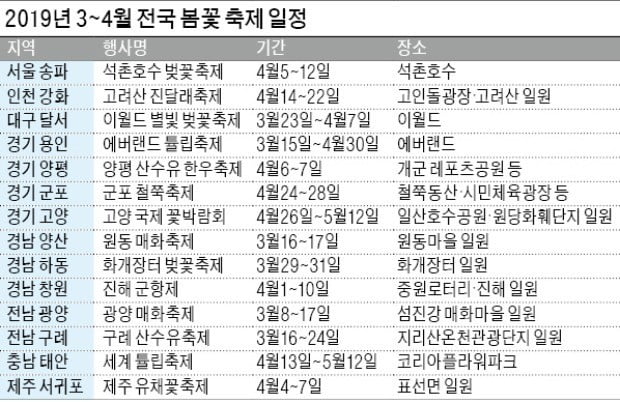 노란 유채 물결·하얀 매화香·흐드러지게 핀 벚꽃…가슴 가득 봄의 향기를 채우다