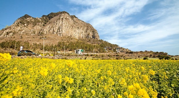  봄의 전령사인 유채꽃이 만발한 제주 산방산 주변 풍경.  