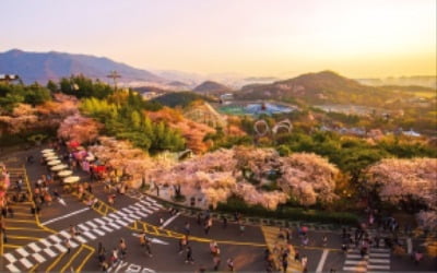 가장 빠른 '벚꽃축제' 이월드 가자