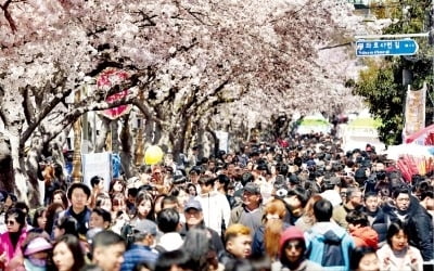 진해 군항제 4월 1일 개막…벚꽃에 취해볼까