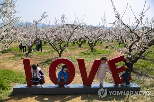 '봄이로구나 봄 봄'…유채꽃·매화 만개한 축제장·관광지 북적