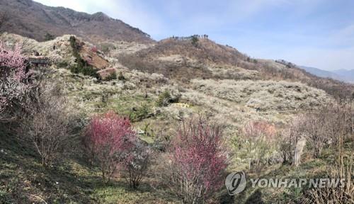 '봄이로구나 봄 봄'…유채꽃·매화 만개한 축제장·관광지 북적