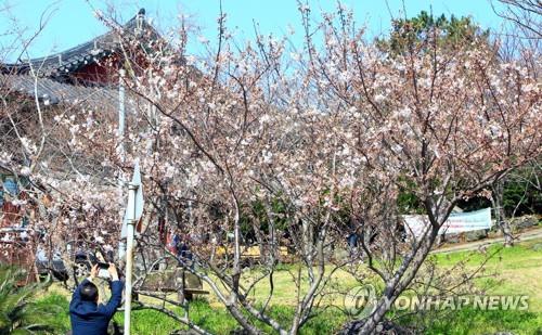 '봄이로구나 봄 봄'…유채꽃·매화 만개한 축제장·관광지 북적