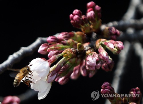 진해 군항제 성큼…물오른 벚나무 수줍은 꽃망울 열기 시작