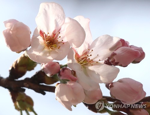 진해 군항제 성큼…물오른 벚나무 수줍은 꽃망울 열기 시작