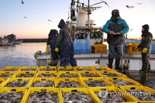 "바다 따뜻해져"…1월 오징어 생산량 58%↑