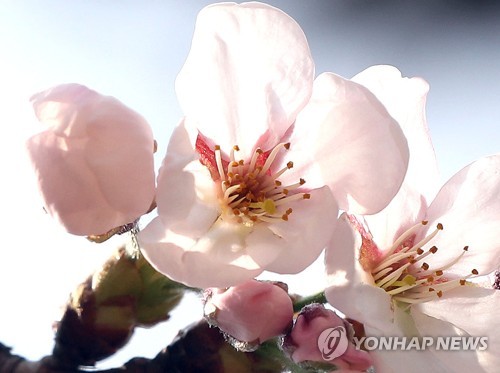 파란하늘ㆍ맑은공기, 활짝핀 봄꽃에 설렌 휴일