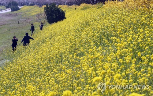 파란하늘ㆍ맑은공기, 활짝핀 봄꽃에 설렌 휴일