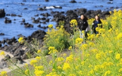 제주도 여행 렌트카 예약 한번에 … 서비스협동조합 '망고카' 론칭