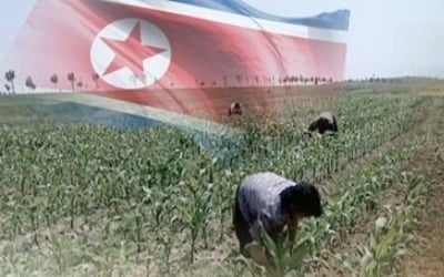 "北 농림축산 무역 걸음마 수준…남북 공동 영농단지 필요"