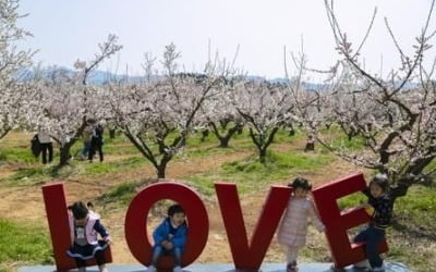 '봄이로구나 봄 봄'…유채꽃·매화 만개한 축제장·관광지 북적