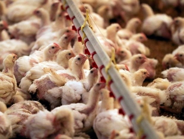 아프리카돼지열병이 확산되면 돼지고기 대신 닭고기 소비가 늘어날 것이라는 전망이 나온다. / 사진=연합뉴스