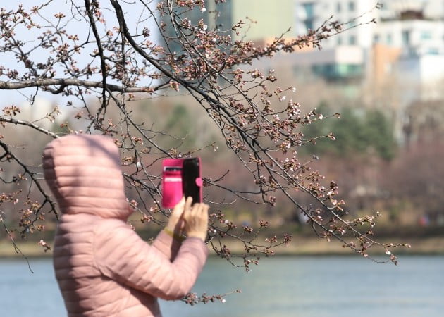 다소 쌀쌀한 날씨를 보인 1일 서울 송파구 석촌호수를 찾은 시민이 일찍 개화한 벚꽃을 사진으로 담고 있다.  [사진=연합뉴스]