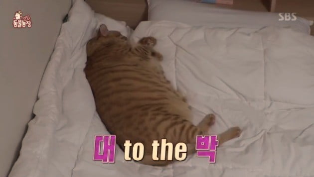 '뚱보 고양이 루루' 식탐도 없이 뚱뚱한 몸매를 갖게된 이유를 'TV동물농장'에서 다뤘다. / 사진 = SBS 시사교양 'TV동물농장' 방송화면