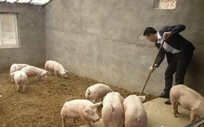 [노경목의 선전狂시대] "부동산, 가망 없다"…양돈사업 나서는 中 부동산 업체들