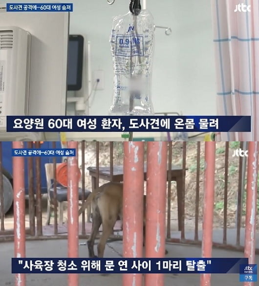 안성 요양원서 산책하던 60대 여성, 원장 기르던 도사견 물려 사망 (사진=방송 영상 캡처)