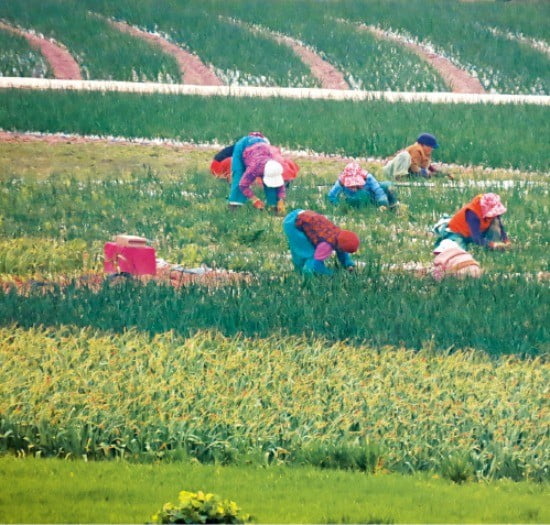 밭 매는 선도 할머니들이 그대로 꽃이다.  