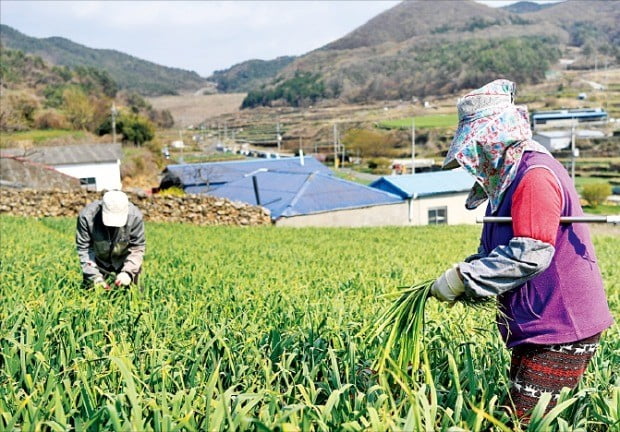 봄 마늘종, 얼마나 맛있게요