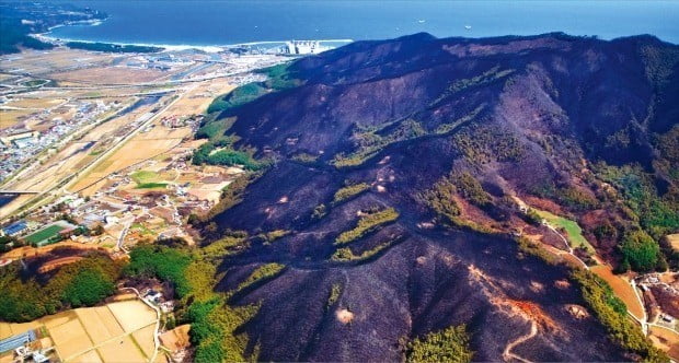 < 새카맣게 변한 야산 > 7일 강원 강릉시 옥계면의 야산이 산불로 검게 그을려 있다. 중앙재난안전대책본부는 지난 4일 발생한 산불로 강원 고성군과 속초시, 강릉·동해시 및 인제군에서 모두 530㏊의 임야가 불에 탔다고 밝혔다. 산불은 6일 인제를 마지막으로 모두 진화됐다.  /연합뉴스