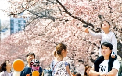 벚꽃 구경하기 좋은 날…여의도 봄꽃축제 개막