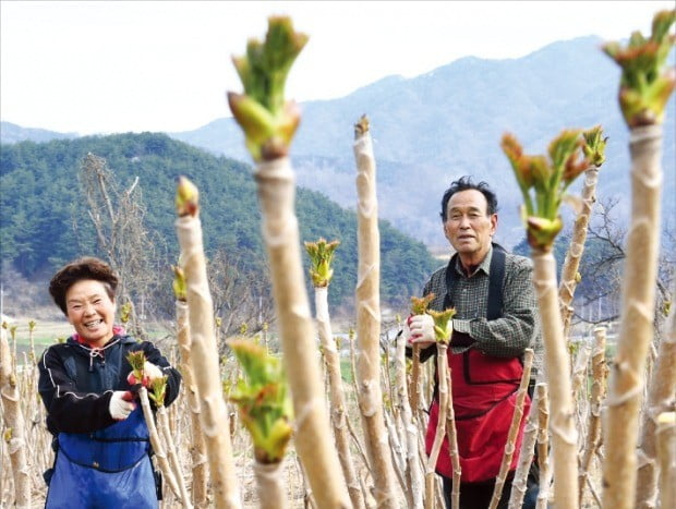 두릅 따기