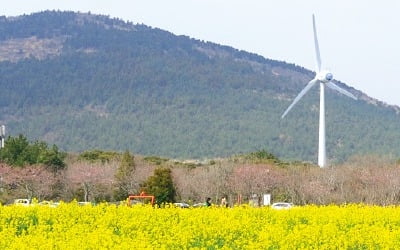 노오란 유채꽃에 파묻힌 제주…엉덩물 계곡·사려니 오름서 '인생샷'