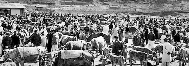 1960년대의 우시장(牛市場). 대학 등록금 납입 철이 되면 시골 농가에서 키우던 소들이 우시장에 쏟아져나와 소값이 떨어지곤 했다.  