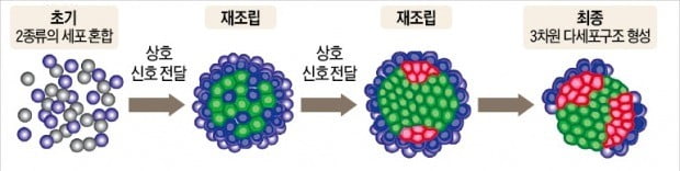  두 종류의 세포가 서로 생체 신호를 주고받으며 3차원 구조로 조립되고 있다. 한국생명공학연구원 제공
 