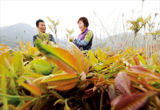 ‘봄나물의 여왕’ 옻순