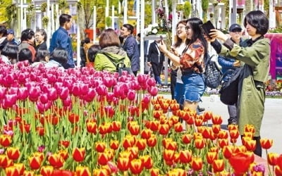 고양 꽃축제 놀러 온 관람객들