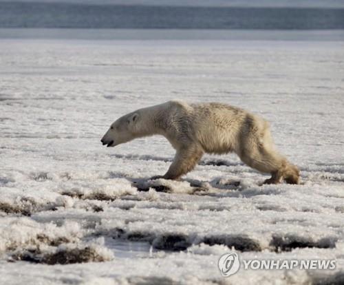 서식지에서 700㎞ 떨어진 러시아 마을에 출현한 북극곰