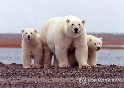 서식지에서 700㎞ 떨어진 러시아 마을에 출현한 북극곰