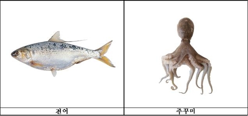 내일부터 전어·주꾸미 못 잡는다…포획시 2년 이하 징역
