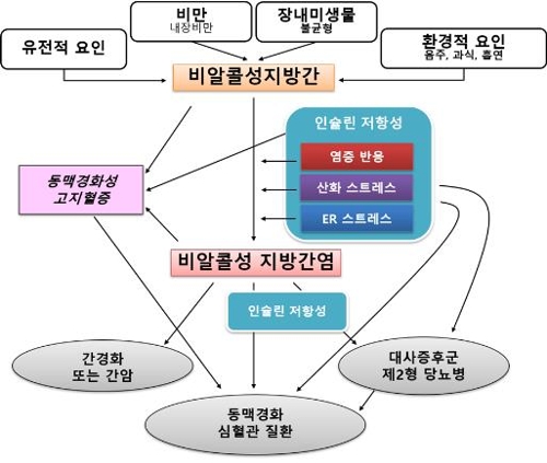 "비알코올성 지방간도 심혈관질환 위험 1.64배 높인다"