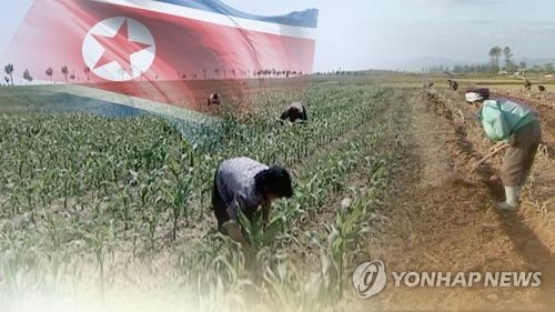 北, 제재압박 속 식량증산 사활…"쌀이 금보다 귀해"