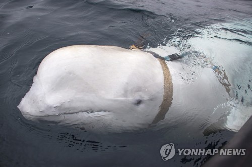 어선 찾아온 흰돌고래가 '러시아 스파이'?…어부가 장비 풀어줘