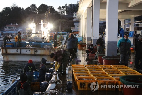 2월 연근해어업 생산량 10%↑…오징어·멸치 풍어