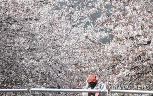 형형색색 봄꽃이 '넘실'…전국 꽃축제 인파 인산인해