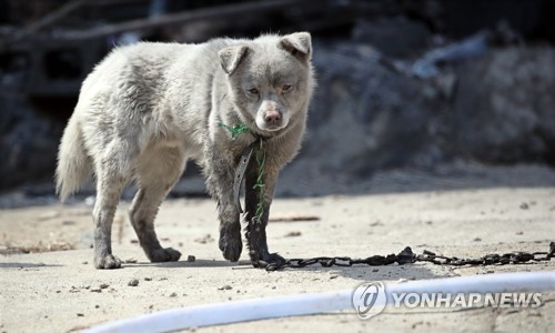 [강원산불] '몸도 마음도 타버렸어요'…남겨진 동물도 후유증에 몸서리