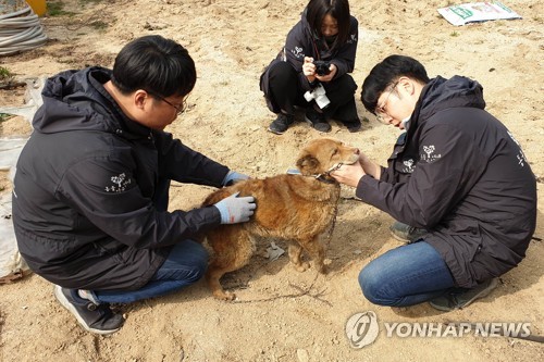 [강원산불] '몸도 마음도 타버렸어요'…남겨진 동물도 후유증에 몸서리