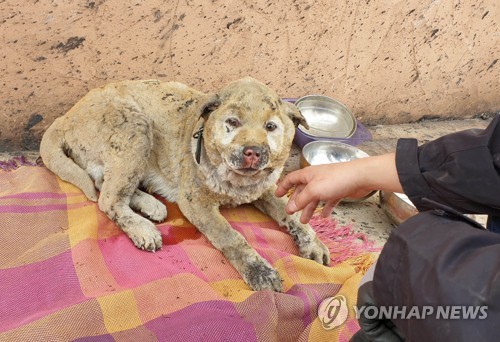 [강원산불] '몸도 마음도 타버렸어요'…남겨진 동물도 후유증에 몸서리