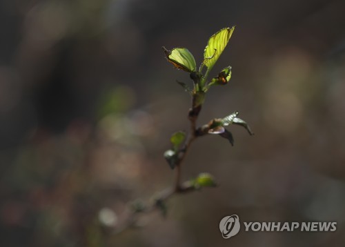 [강원산불] "이제 눈물 닦고 씨 뿌려야지"…잿더미 위로 싹 틔우는 희망