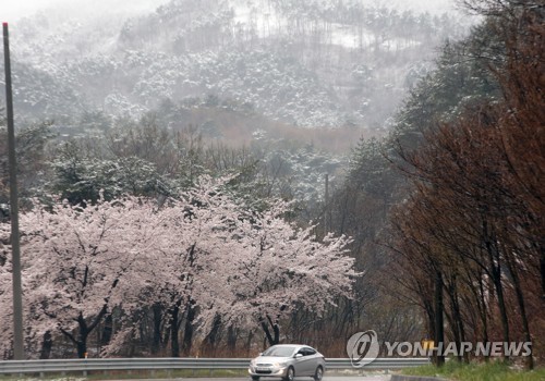 밤사이 20㎝ 폭설에 차량 고립·7명 구조…11건 안전조치