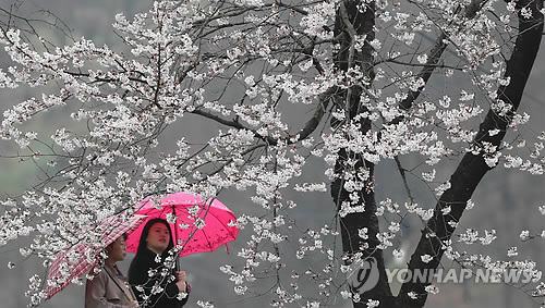 전국 요란한 봄비…돌풍, 천둥·번개에 벚꽃 '우수수'