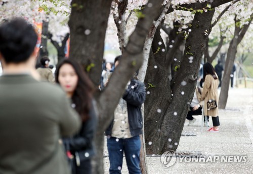 '벚꽃 엔딩' 놓칠라…비바람 그치자 오후 나들이객 '북적'