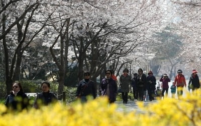 서울 3일 벚꽃 개화…여의도 윤중로는 '아직'