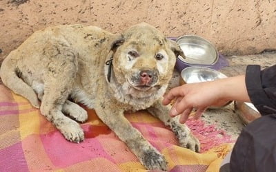 [강원산불] '몸도 마음도 타버렸어요'…남겨진 동물도 후유증에 몸서리