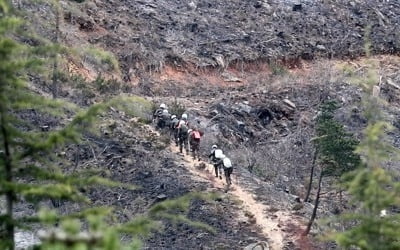 [강원산불] 1만2천명 투입해 잔불 정리·뒷불 감시