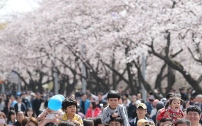 꽃놀이 가자…완연한 봄날씨에 서울 도심 상춘객 '북적'