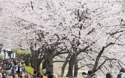 봄꽃 구경, 내일이 마지막 기회…일요일 전국 강풍 동반한 비